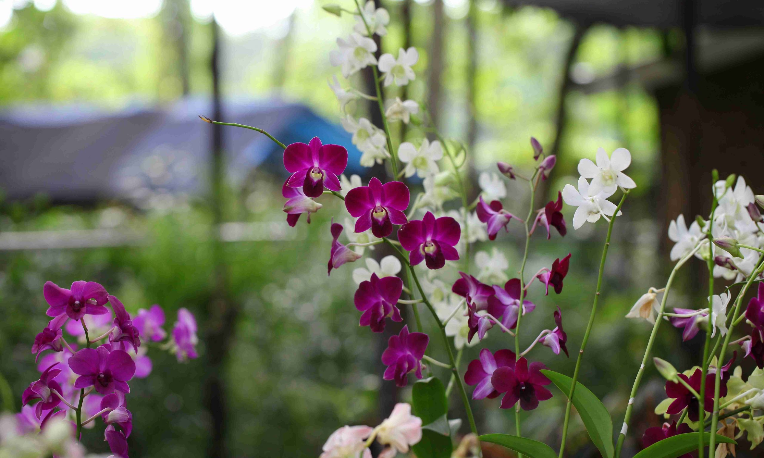 Orchidea gondozása