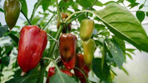 piros és zöldpaprika ültetése a kertben