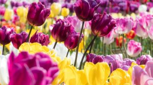 tulipánok