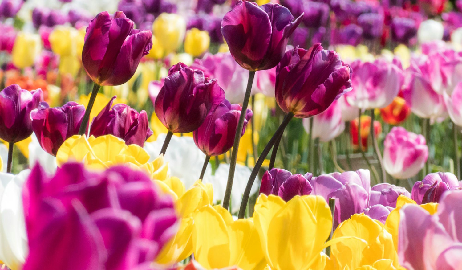 tulipánok