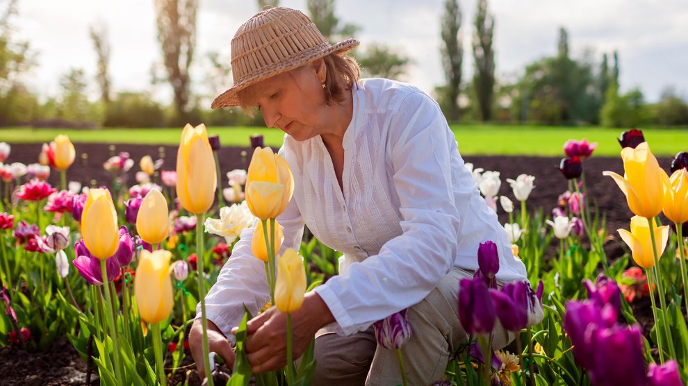 Tulipánszedő nő