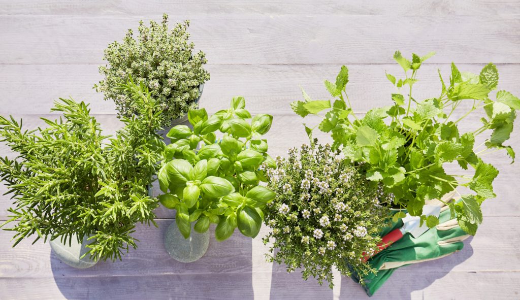 gyógynövények vízben bazsalikom oregano menta kakukkfű rozmaring