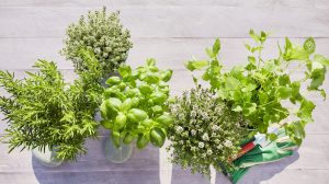 gyógynövények vízben bazsalikom oregano menta kakukkfű rozmaring