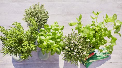 gyógynövények vízben bazsalikom oregano menta kakukkfű rozmaring