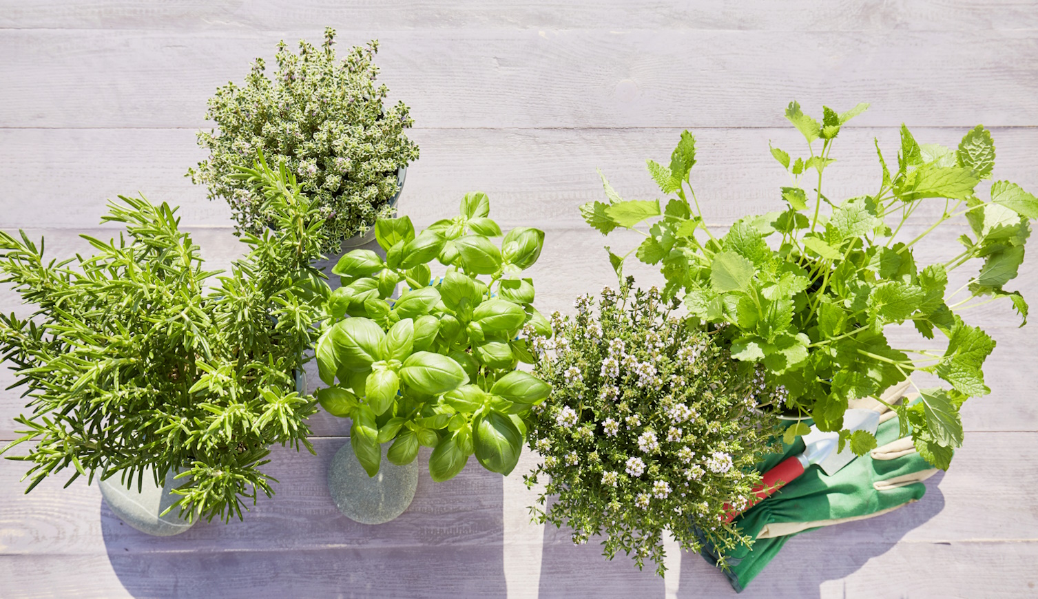 gyógynövények vízben bazsalikom oregano menta kakukkfű rozmaring