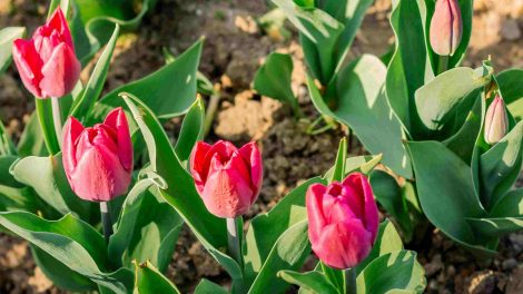 kertben tulipánok ültetés után