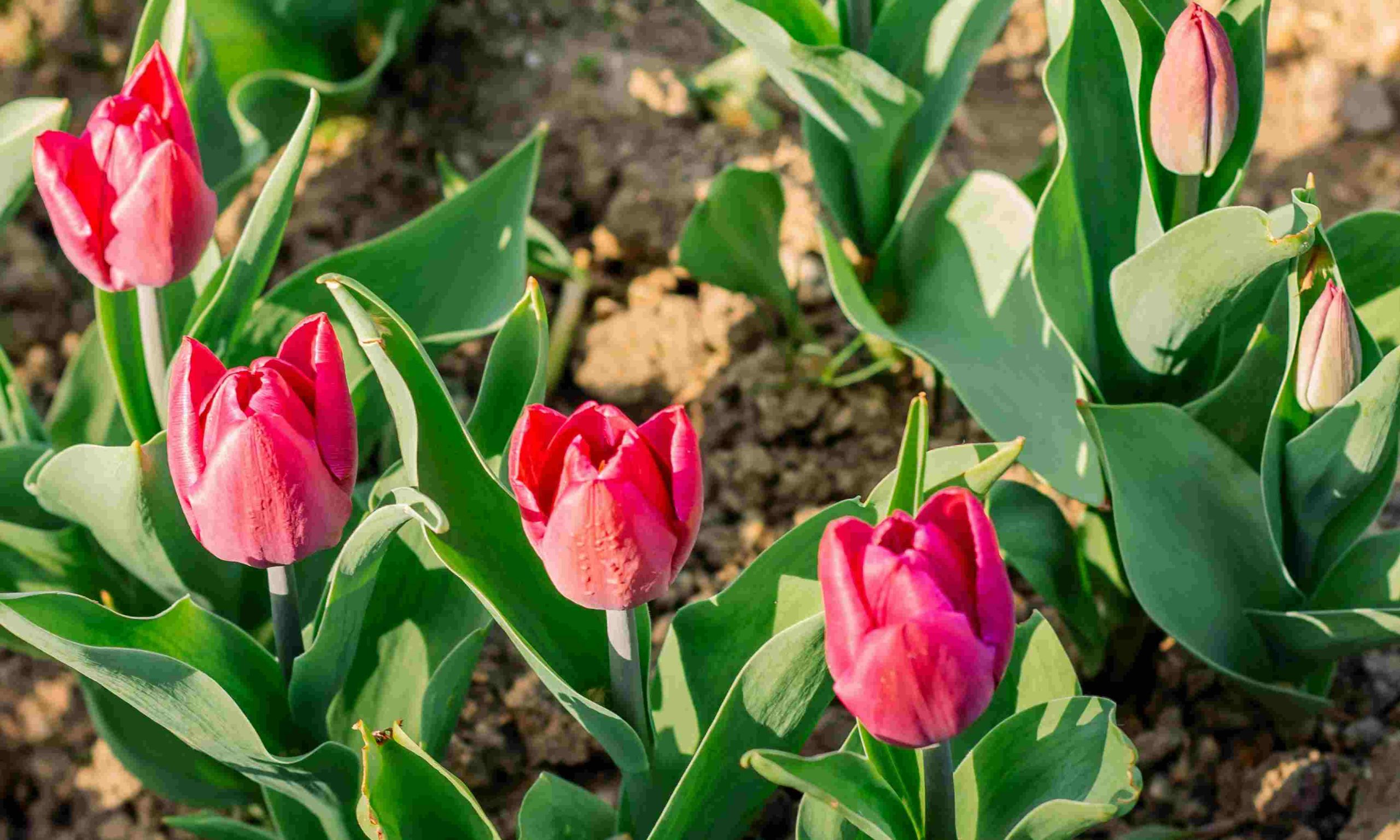 kertben tulipánok ültetés után