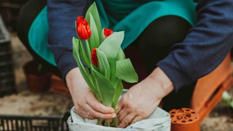nő tulipánt ültet a kertjébe