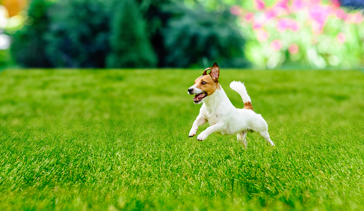 Jack Russell Terrier ugrál a fűben