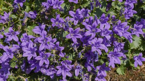 campanula dalmát harangvirág közelről
