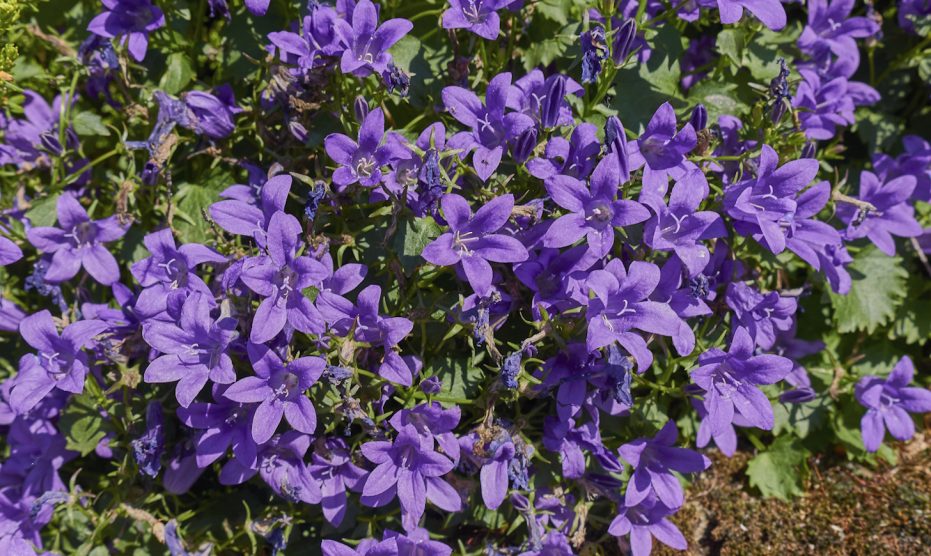 campanula dalmát harangvirág közelről