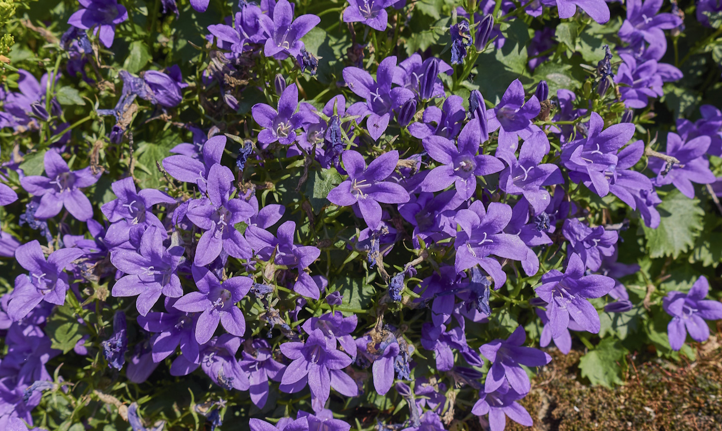 campanula dalmát harangvirág közelről