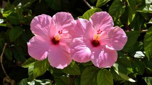 hibiszkusz a kertben