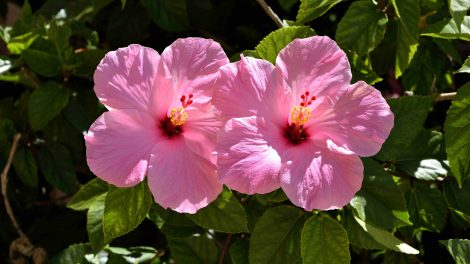 hibiszkusz a kertben