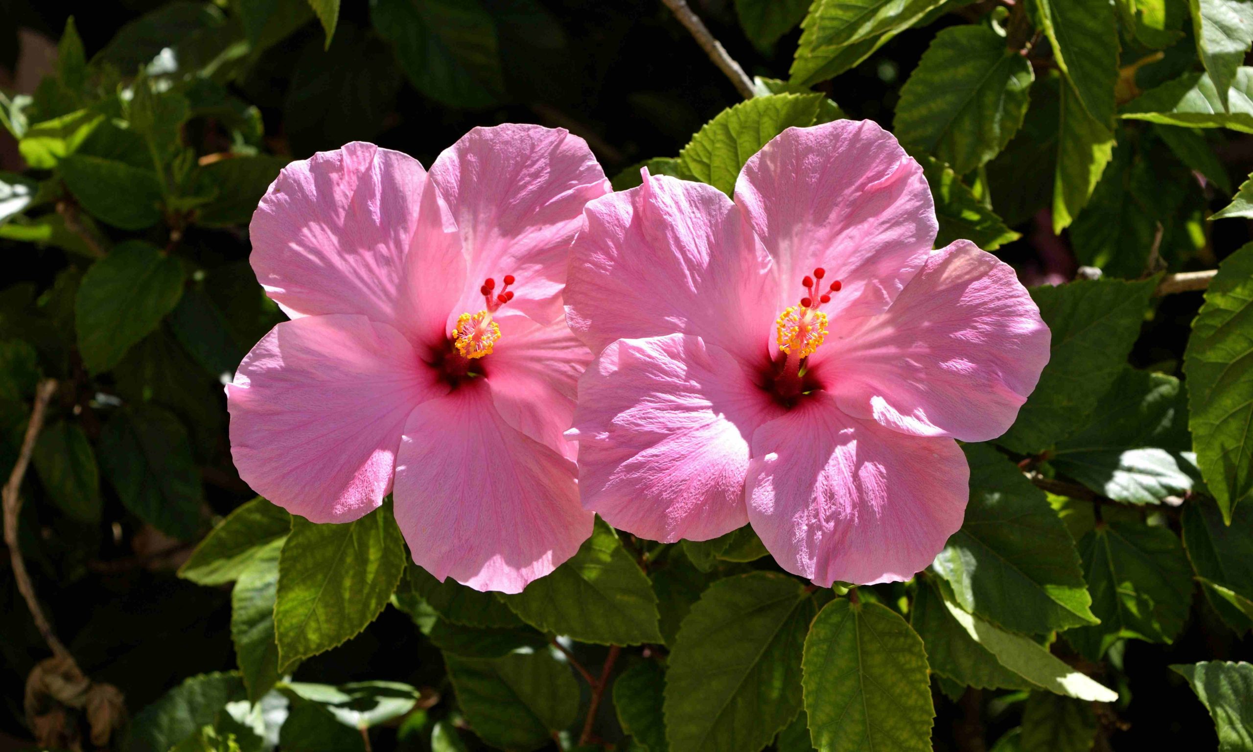 hibiszkusz a kertben