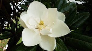 magnolia grandiflora hatalmas fehér virága