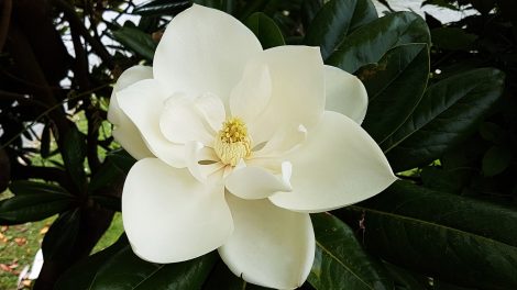 magnolia grandiflora hatalmas fehér virága