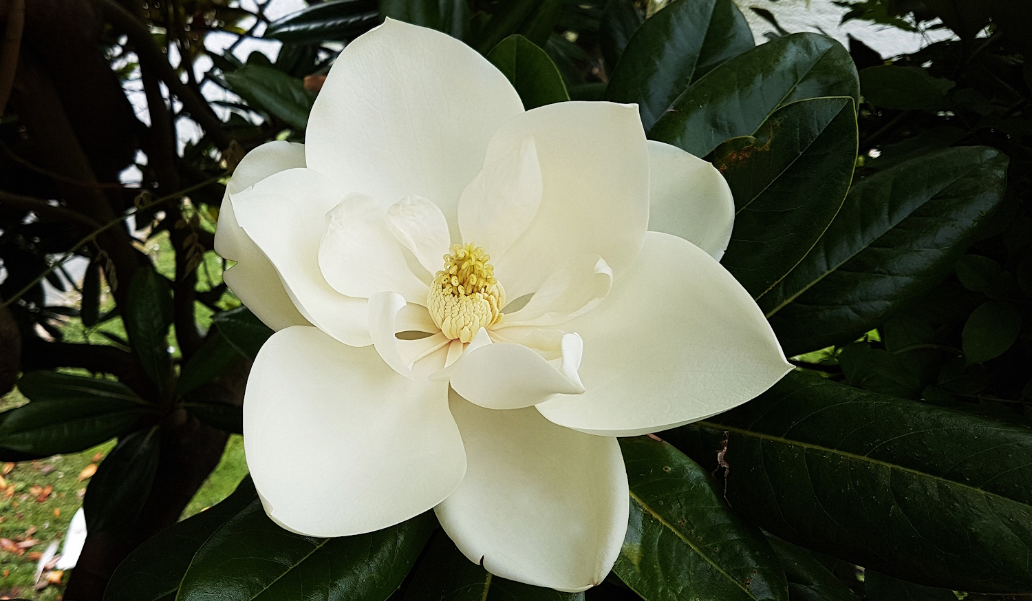magnolia grandiflora hatalmas fehér virága