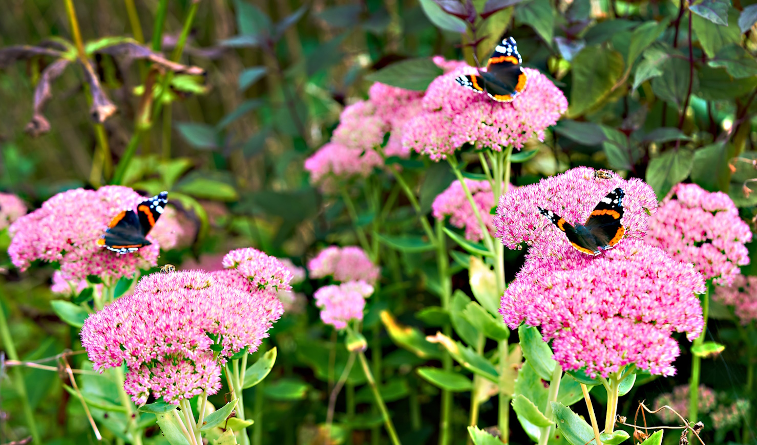 sedum varjúháj