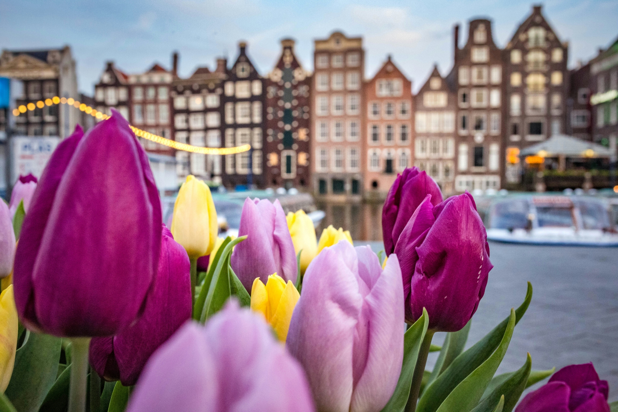 amszterdam tulipánok