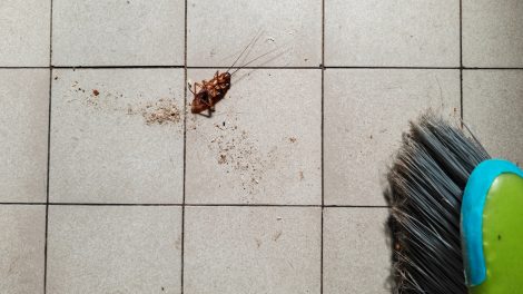 döglött csótány a padlón