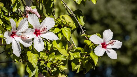hibiszkusz kerti