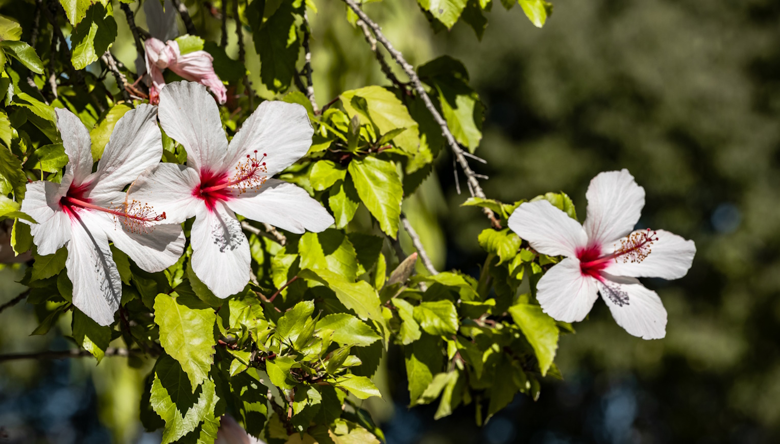 hibiszkusz kerti