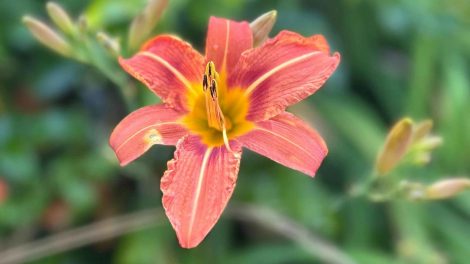 liliom a kertben