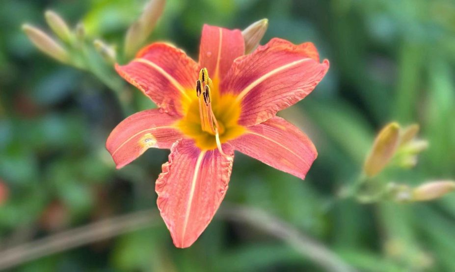 liliom a kertben