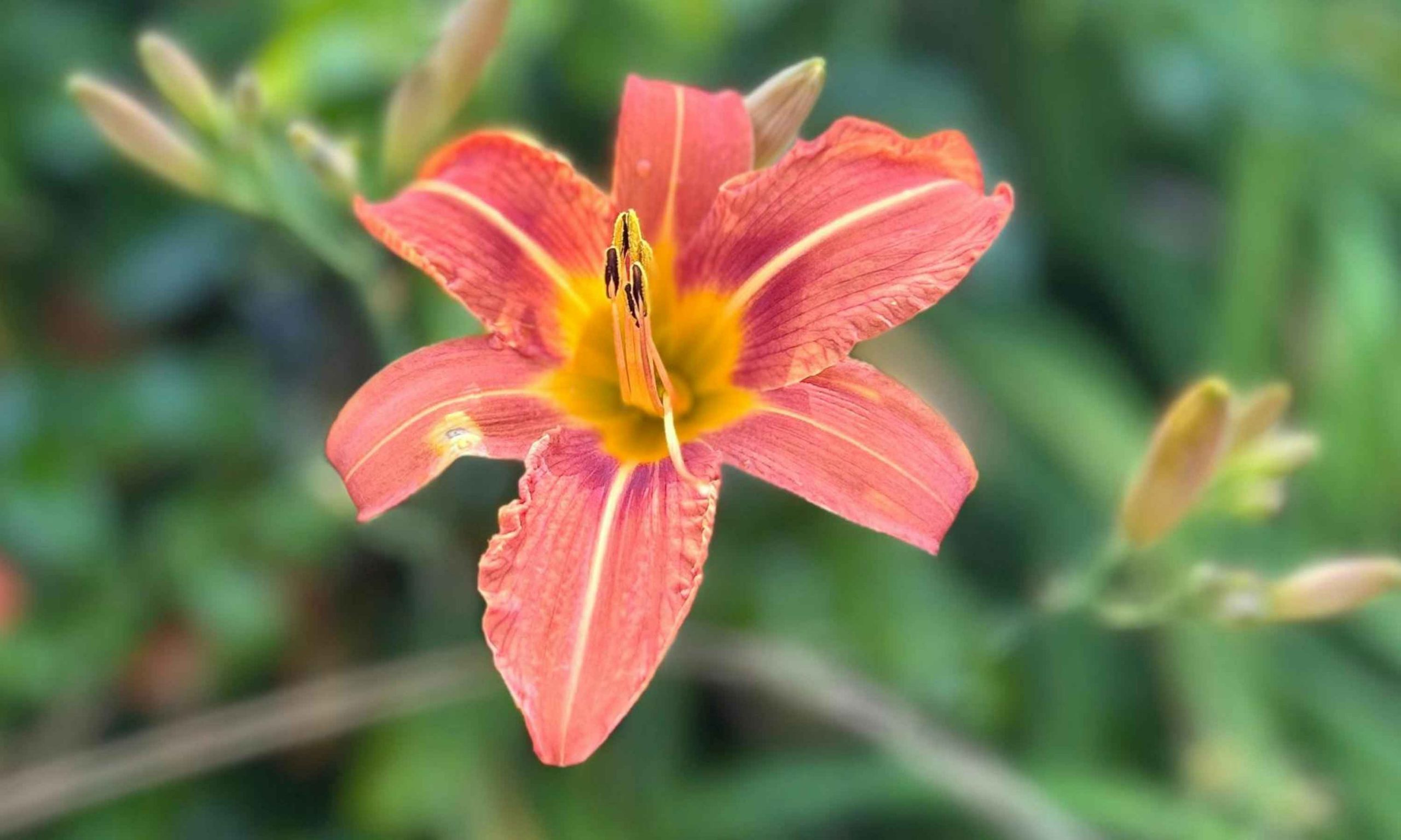 liliom a kertben