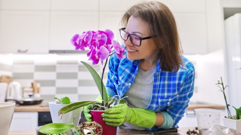 középkorú nő gumikesztyűben orchideát ültet át örül neki