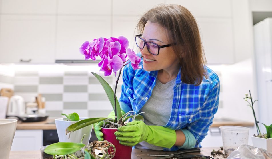 középkorú nő gumikesztyűben orchideát ültet át örül neki