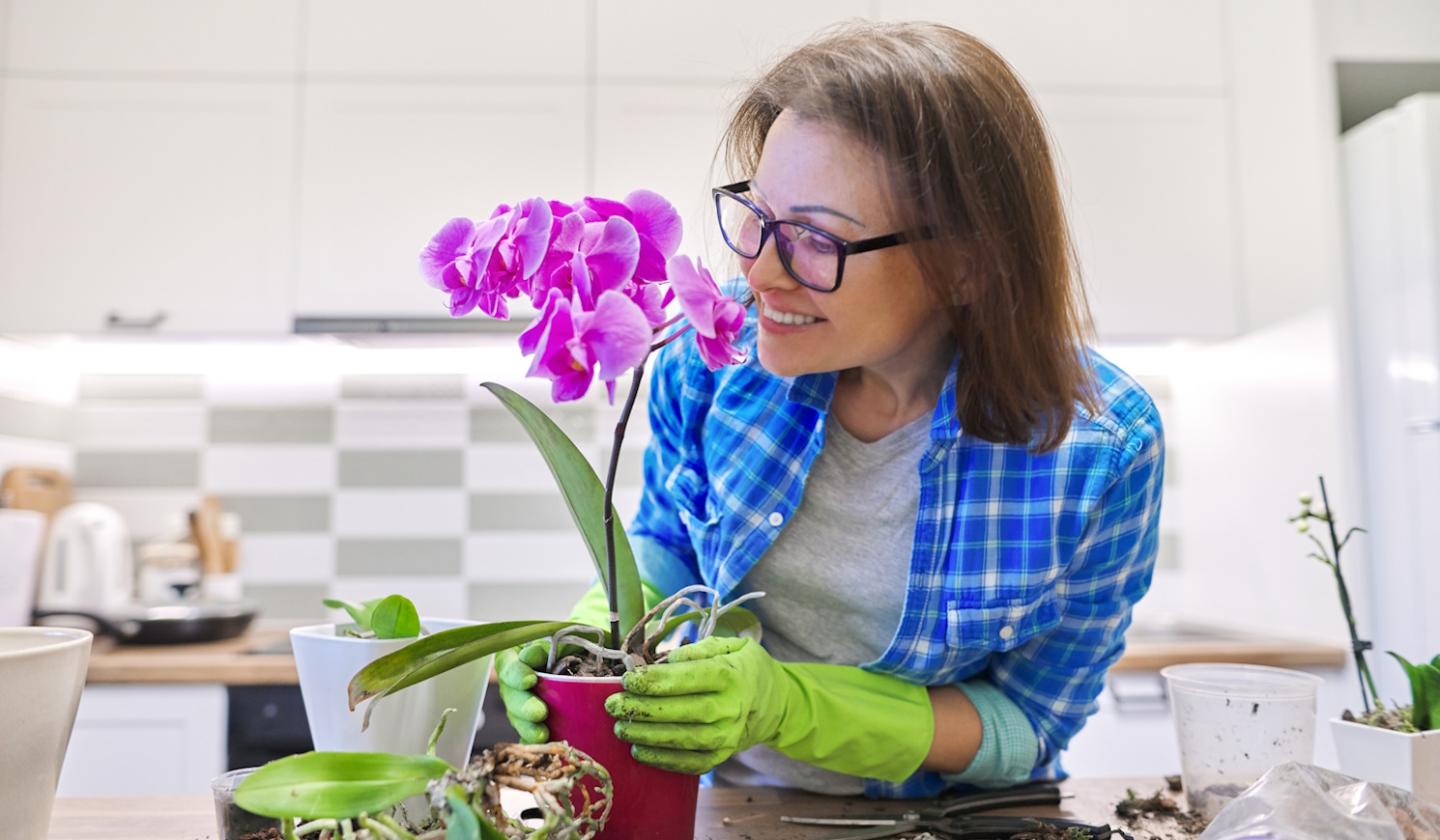 középkorú nő gumikesztyűben orchideát ültet át örül neki