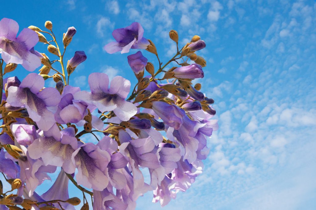 Paulownia tomentosa császárfa virága
