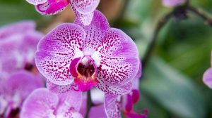 virágzó lila orchidea