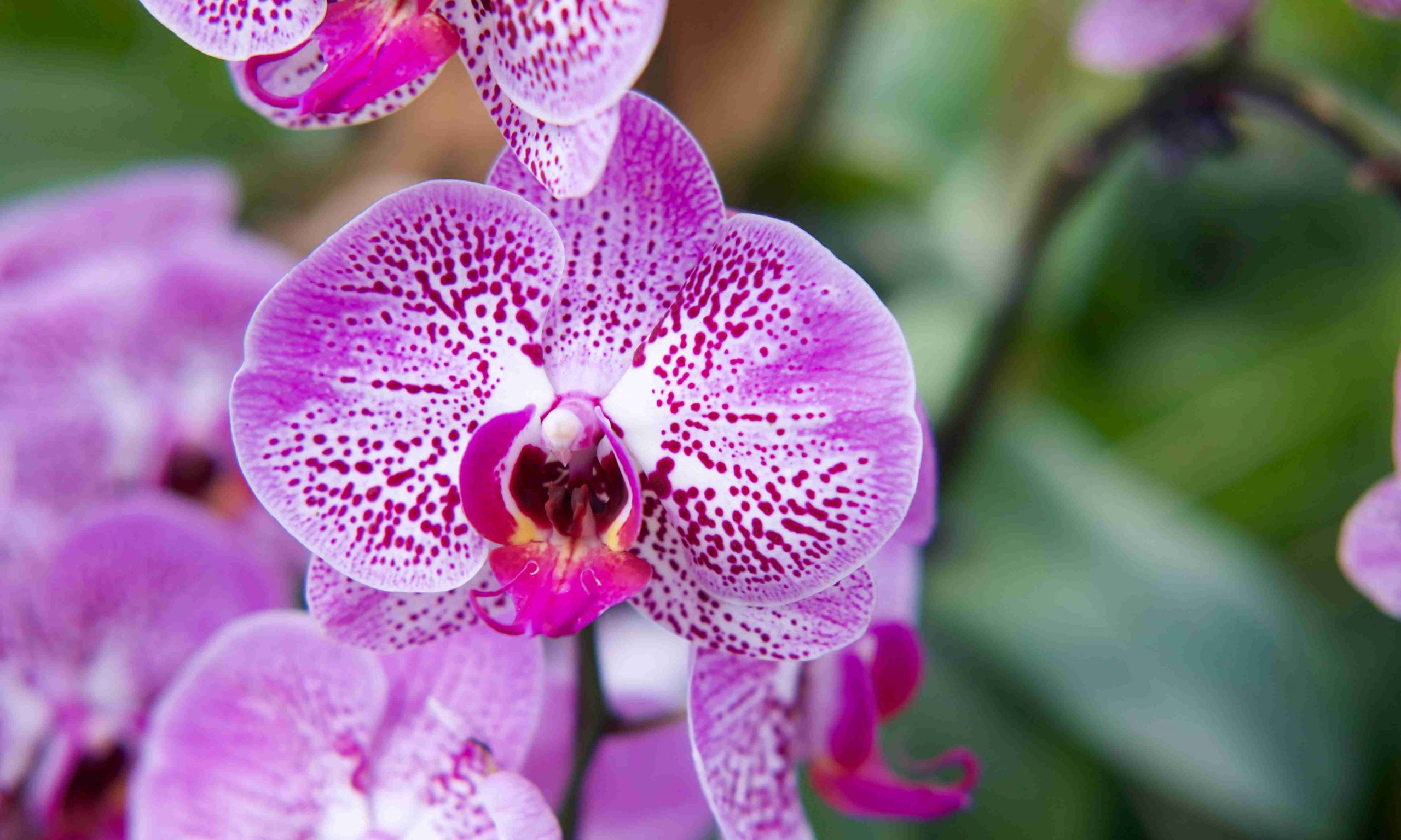 virágzó lila orchidea