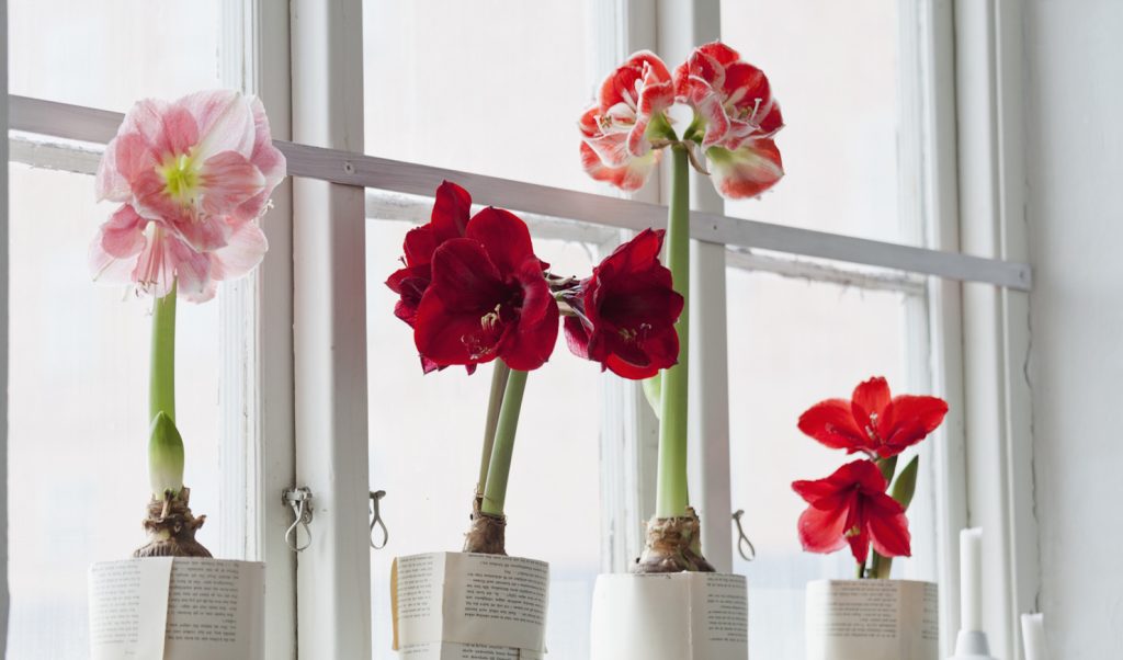 többféle színű amarillisz cserépben az ablakban