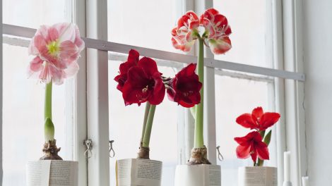 többféle színű amarillisz cserépben az ablakban