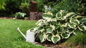 hosta árnyliliom a kertben