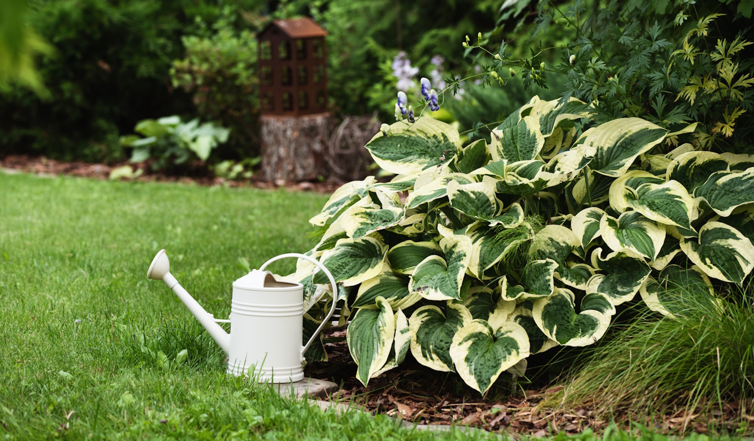 hosta árnyliliom a kertben
