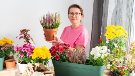 nő őszi növényeket ültet a balkonra