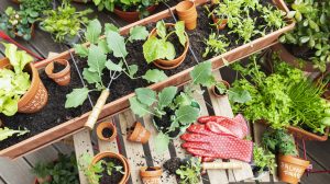 balkonon termesztett zöldségek ládában