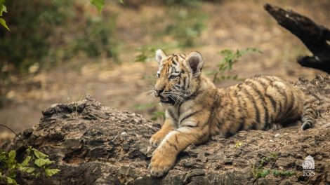 tigris