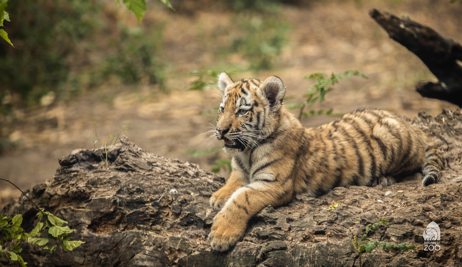 tigris