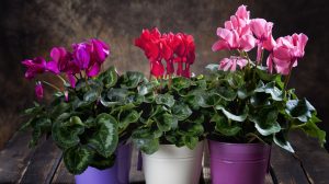 piros, lila és rózsaszín ciklámen cserépben