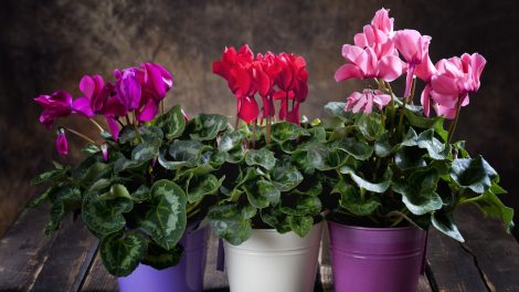 piros, lila és rózsaszín ciklámen cserépben