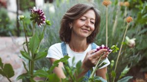 lila dáliákat néz egy nő a kertben