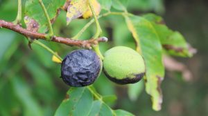 dióburok-fúrólégy pusztítása a diófán