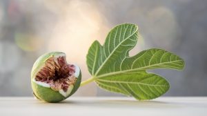 füge és fügefa levél