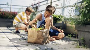 két kisfiú gyomlál a térkövek között